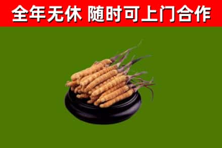 新干烟酒回收冬虫夏草.jpg